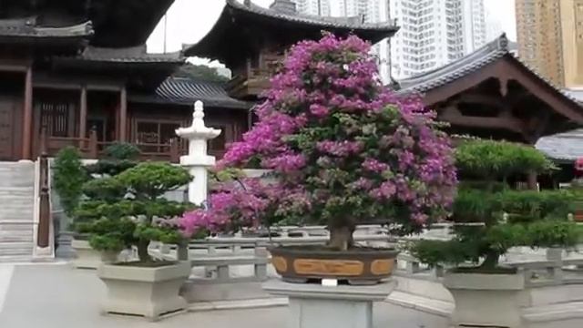 Chi Lin Nunnery, Lotus Pond Garden смотреть онлайн