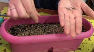 Дачные сезоны с Мариной Рыкалиной. СЕЕМ АСТРЫ