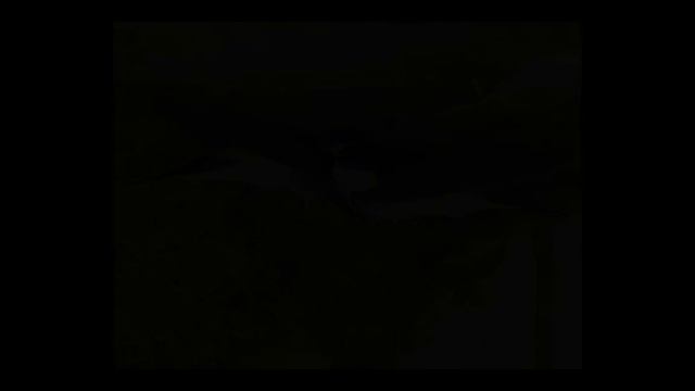 А.Н. Майков Ласточки смотреть онлайн