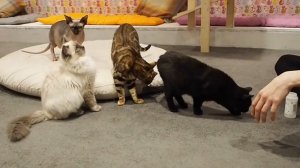 Paws Cat Café, Shrewsbury