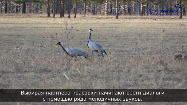 Знакомим с птицей. Журавль красавка смотреть онлайн