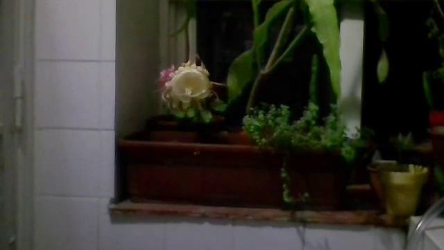 Timelapse "Reina de la noche" смотреть онлайн