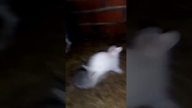 Крольчиха окролилась крольчиха рожает!