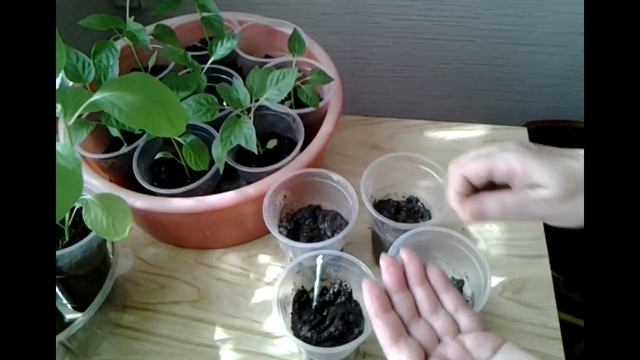 О пользе капусты БРОККОЛИ и как её вырастить на дачном участке. смотреть онлайн