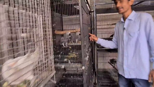 Time To African Grey Chicks out Of The Nest Box /African Grey Parrot About 100 Chicks From One Pair смотреть онлайн