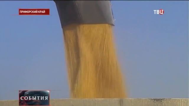 Зимний сбор урожая кукурузы в Приморье смотреть онлайн