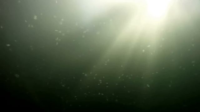 Пресноводные медузы смотреть онлайн