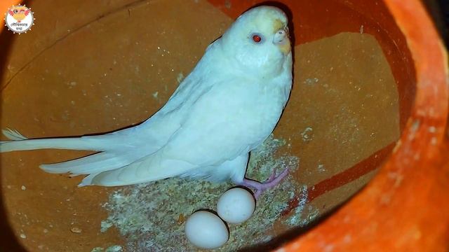 বাজরিগার পাখি হাড়িতে বসে থাকে কিন্তু ডিম পাড়ে না । পাখির এমনটা কখন নরমাল এবং কখন সমস্যা ।