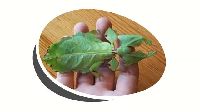 Комахи . Листотіл смотреть онлайн