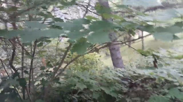 Клен желтый