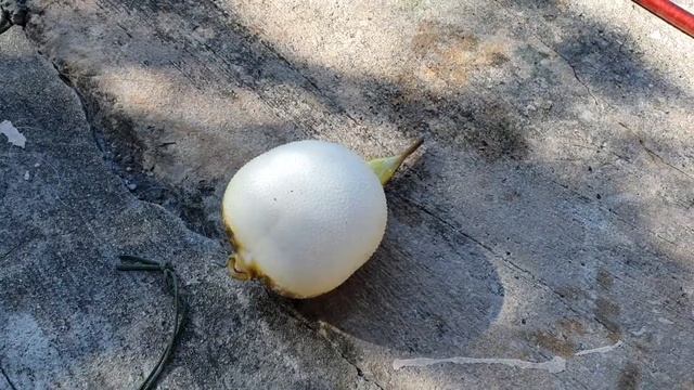 Рыбалка во Флориде, поймал страшную рыбину смотреть онлайн