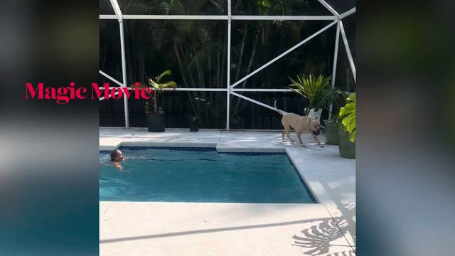 #pitbull #pool #laugh #summer смотреть онлайн