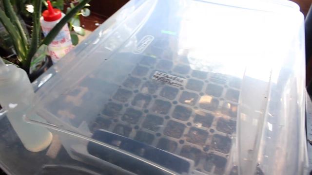 Фіалки. Зволожувач повітря для Фіалок…