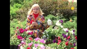 Октябрина Ганичкина о гуматах для продолжительного цветения