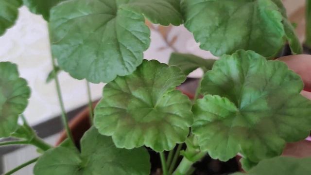 Почему один из видов пеларгонии называется зональной пеларгонией? смотреть онлайн