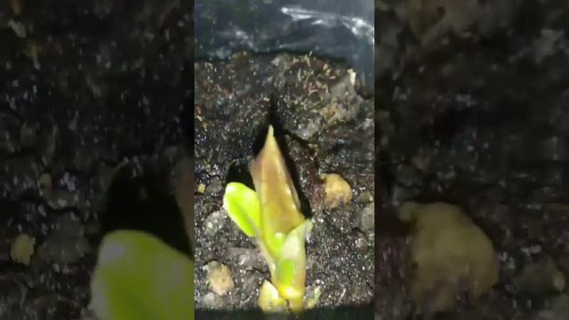 Мирабилис 2летнее растение снова цветет смотреть онлайн