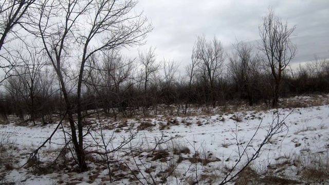 Русская пегая гончая –охота на шакала #РПГ #