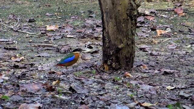 Blue-winged Pitta @ Pasir Ris Mangrove смотреть онлайн