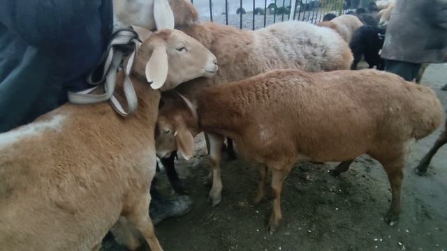 Арашан гиссар койлор . сокулук мал базар 5-декабр