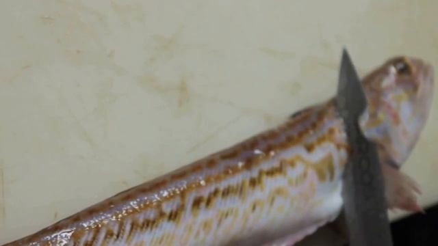 Cómo filetear un pez araña (Trachinus draco) смотреть онлайн