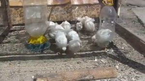 Краткий видео обзор месячных цыплят породы Карликовый Леггорн В-33 (мини-несушка, мини-яичные)