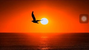 Птица счастья завтрашнего дня