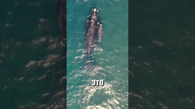 Самые огромные вещи в мире смотреть онлайн
