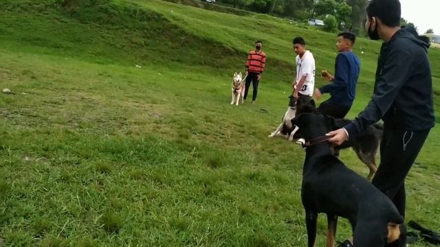 Doberman Vs  Rottweiler And  Pitbull Vs  German Shepherd Race 😯😯