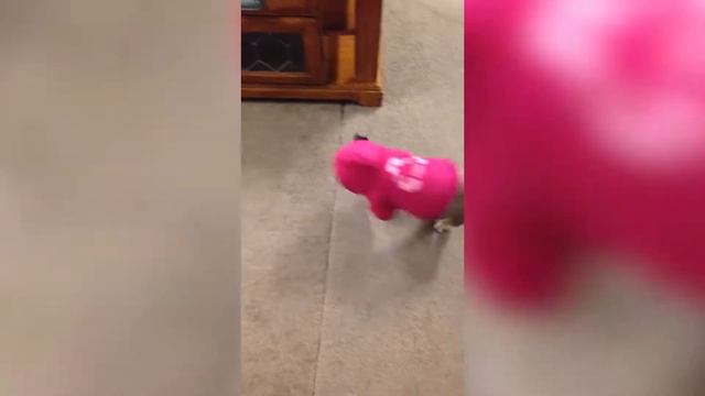 Приколы с животными / Смешные животные / Новые приколы 2020 / Эти милые животные смотреть онлайн