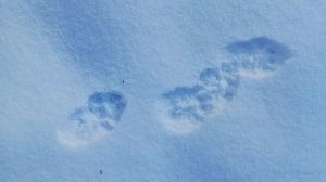 Следы зверей на снегу КАМЕННАЯ КУНИЦА