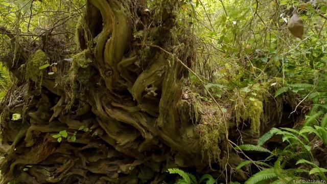 Redwood National Park  James Irvine Trail 4K