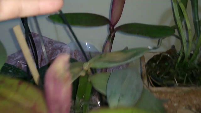 CATTLEYA LODDIGESII + SCHILLERIANA + PHALAENOPSIS + KIT ORQUIDÓFILO смотреть онлайн