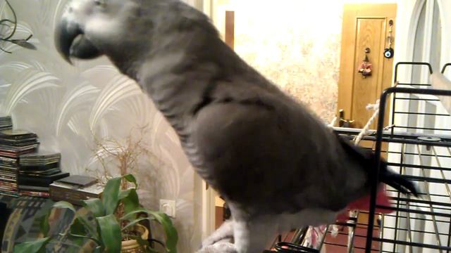 Говорящий попугай жако Топа смотреть онлайн