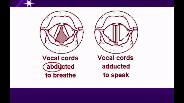20120829 RSPT 1050 Module A 2 & A 3 Upper and Lower Airways default смотреть онлайн