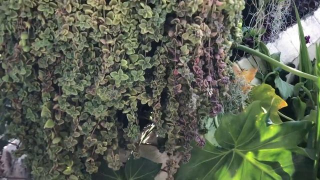 Plectranthus Prostratus Aka Pillow Plant.