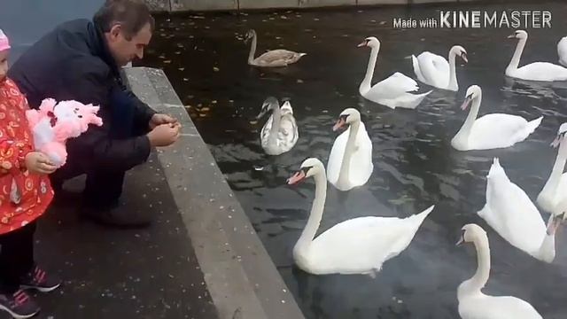 ЛЕБЕДИ! КОРМИМ ЛЕБЕДЕЙ! смотреть онлайн