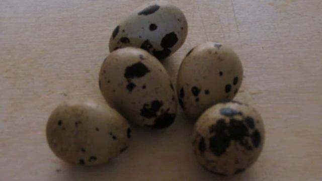 "Перепёлкино": Как я вылечил язву. смотреть онлайн