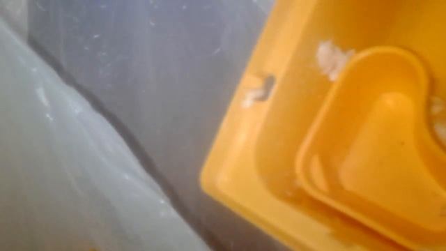 Как менять опилки для хомяка смотреть онлайн