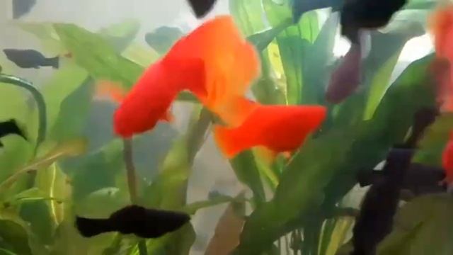 Красно черный барахат. #velifera #fish смотреть онлайн