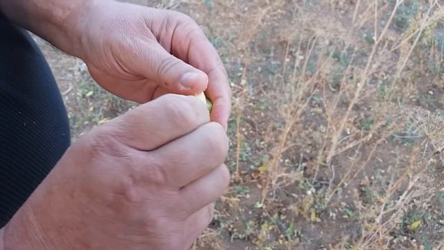 Крым - свои миндаль и персики) Как растут миндаль и персики? Где растёт миндаль, где растут персики смотреть онлайн