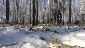 охота на куницу. Дымовуха и куница