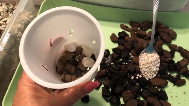 ПАФИОПЕДИЛУМ или Венерин башмачек! Пересадка смотреть онлайн