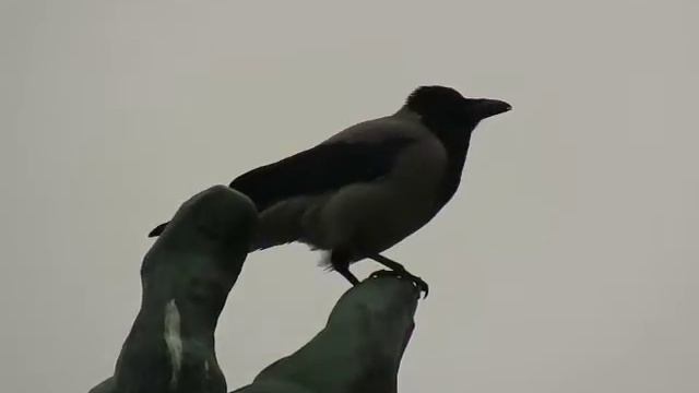 Кто сказал, что ворона не ест с рук ;)
