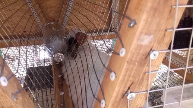 Кролики летом или как спасти кролов от жары смотреть онлайн