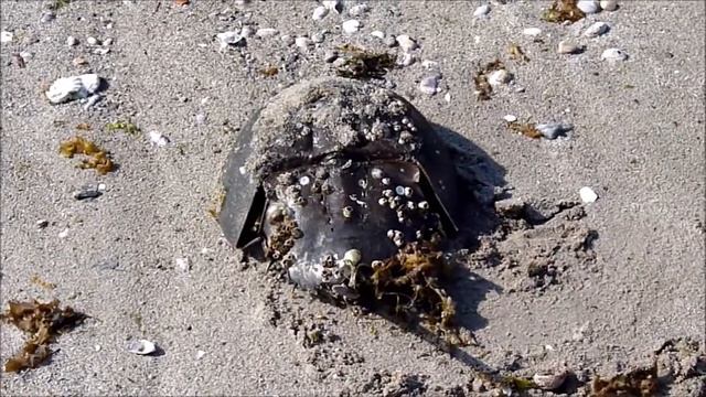 Horseshoe crabs (Limulus polyphemus) смотреть онлайн