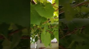 Виноград под навесом.