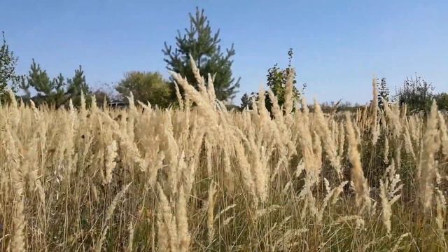 Поле. Футаж для видеомонтажа. смотреть онлайн