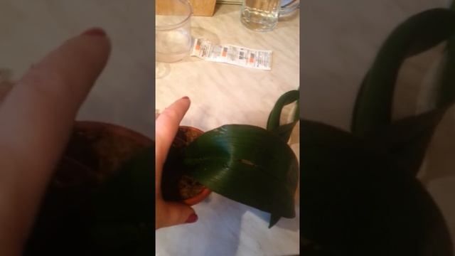 Наращивание корней у орхидеи фаленопсис смотреть онлайн