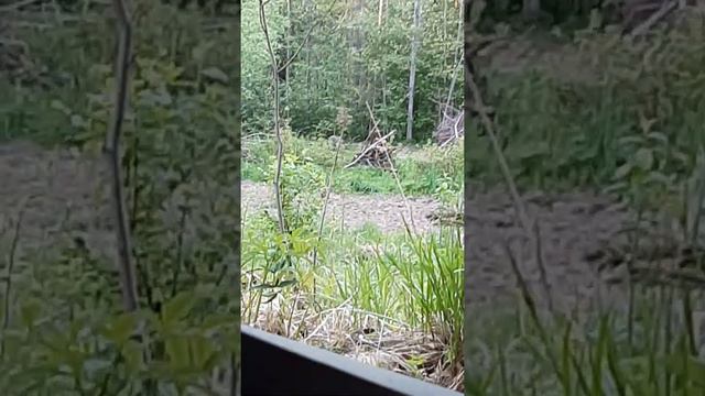 Фото охота на кабана смотреть онлайн