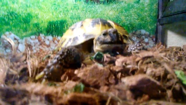 Первое видео про мою сухопутную черепашку Алиску смотреть онлайн